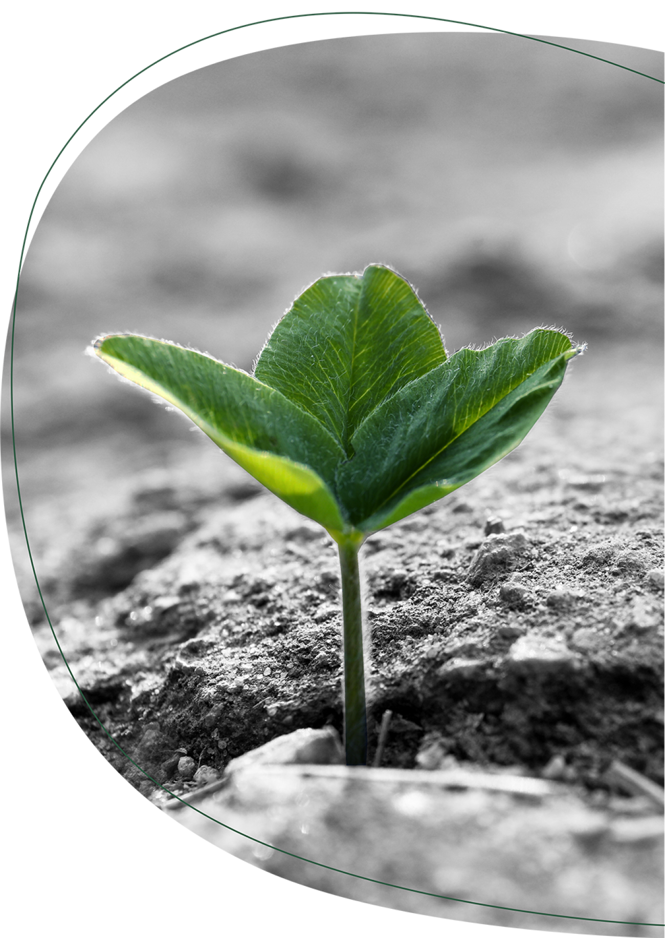 A small green plant growing between black-and-white paving stones.